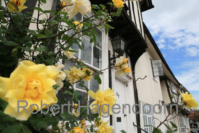 Lavenham Rose