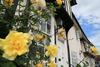 Lavenham Rose