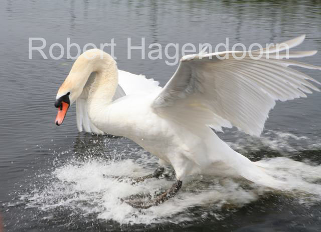 zwaan